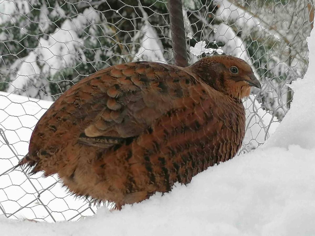 Appartamento Accogliente Di Montagna A Cavagnago Faido Dış mekan fotoğraf