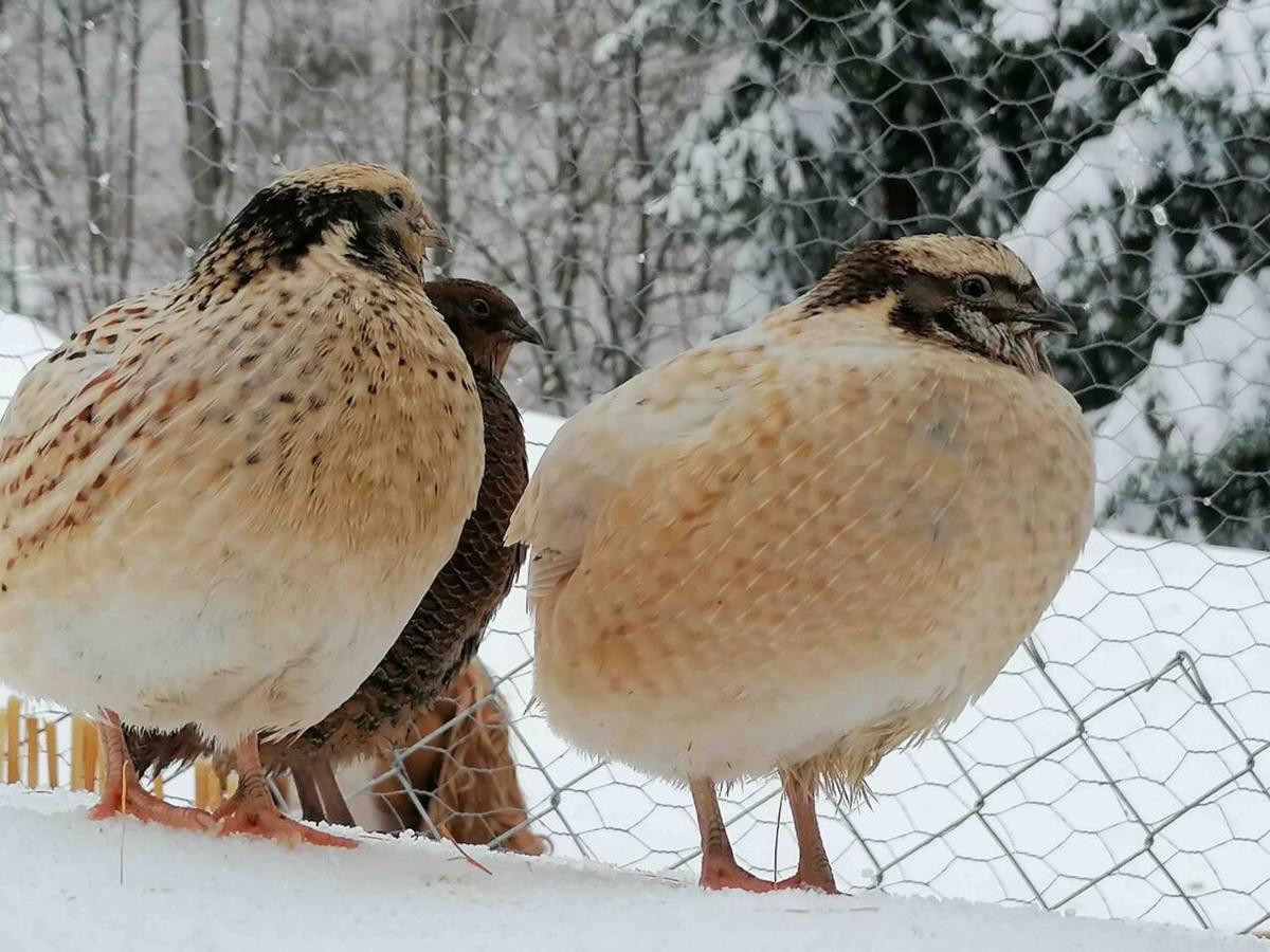 Appartamento Accogliente Di Montagna A Cavagnago Faido Dış mekan fotoğraf